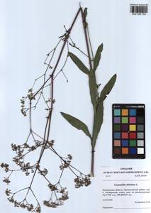 Gypsophila altissima L., Siberia, Altai & Sayany Mountains (S2) (Russia)