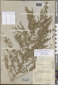 Caroxylon dendroides (Pall.) Tzvelev, Middle Asia, Karakum (M6) (Turkmenistan)