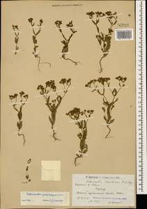 Valerianella cymbicarpa C. A. Mey., Caucasus, Armenia (K5) (Armenia)