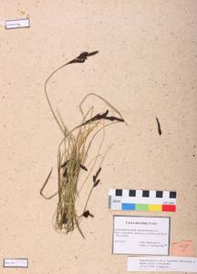 Carex aterrima Hoppe, Siberia, Altai & Sayany Mountains (S2) (Russia)