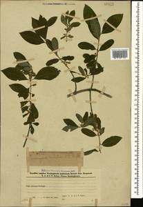 Euonymus velutinus (C. A. Mey.) Fisch. & C. A. Mey., Caucasus, Azerbaijan (K6) (Azerbaijan)