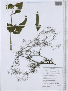 Sison amomum L., South Asia, South Asia (Asia outside ex-Soviet states and Mongolia) (ASIA) (Turkey)