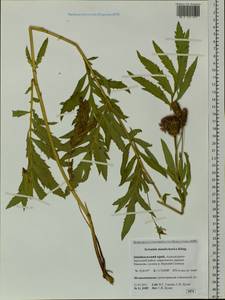 Serratula coronata subsp. coronata, Siberia, Baikal & Transbaikal region (S4) (Russia)