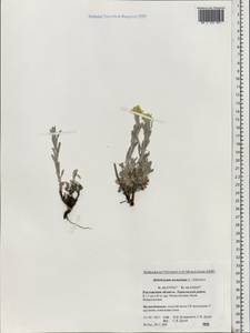 Helichrysum arenarium (L.) Moench, Eastern Europe, Rostov Oblast (E12a) (Russia)
