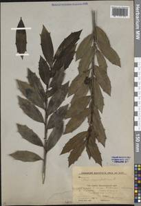 Ilex colchica Pojark., Caucasus, Krasnodar Krai & Adygea (K1a) (Russia)