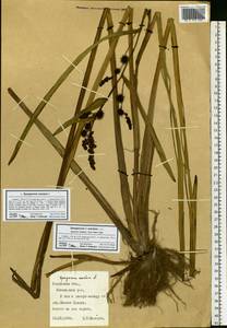 Sparganium erectum L., Eastern Europe, Central region (E4) (Russia)