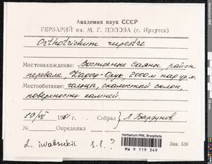 Lewinskya rupestris (Schleich. ex Schwägr.) F. Lara, Garilleti & Goffinet, Bryophytes, Bryophytes - Baikal & Transbaikal regions (B18) (Russia)