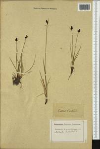 Carex norvegica Retz. , nom. cons., Western Europe (EUR) (Switzerland)