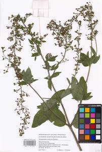 MHA 0 159 673, Scrophularia umbrosa Dumort., Eastern Europe, Central forest-and-steppe region (E6) (Russia)