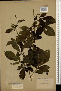 Klasea quinquefolia (Willd.) Greuter & Wagenitz, Caucasus, Krasnodar Krai & Adygea (K1a) (Russia)