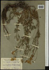 Chrysanthemum sinuatum Ledeb., Siberia, Altai & Sayany Mountains (S2) (Russia)