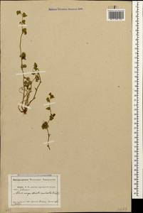 Medicago polymorpha L., Caucasus, Abkhazia (K4a) (Abkhazia)