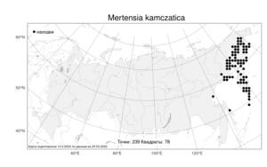 Mertensia kamczatica (Turcz.) DC., Atlas of the Russian Flora (FLORUS) (Russia)