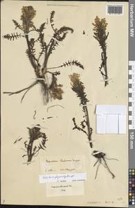 Pedicularis physocalyx Bunge, Eastern Europe, Lower Volga region (E9) (Russia)