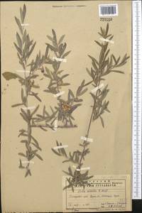 Salix capusii Franch., Middle Asia, Pamir & Pamiro-Alai (M2) (Tajikistan)