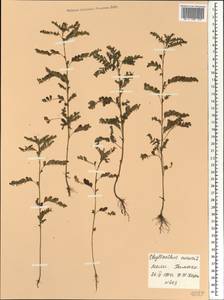 Phyllanthus niruri L., Africa (AFR) (Mali)