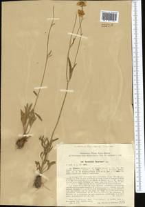 Ranunculus sewerzowii Regel, Middle Asia, Syr-Darian deserts & Kyzylkum (M7) (Kazakhstan)