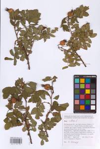 Rosa villosa L., Eastern Europe, Central forest-and-steppe region (E6) (Russia)