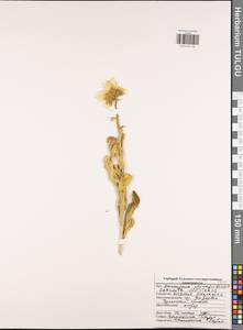 Calendula officinalis L., Eastern Europe, Central region (E4) (Russia)