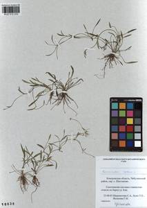 Ranunculus reptans L., Siberia, Altai & Sayany Mountains (S2) (Russia)