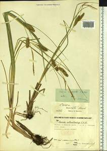 Carex rostrata Stokes, Siberia, Yakutia (S5) (Russia)