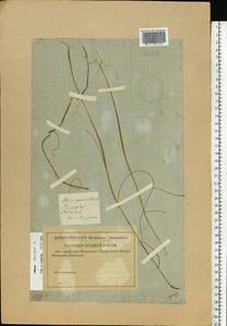 Allium oleraceum L., Eastern Europe, Central region (E4) (Russia)