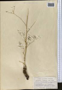 Galagania tenuisecta (Regel & Schmalh.) M.G.Vassiljeva & Pimenov, Middle Asia, Pamir & Pamiro-Alai (M2) (Uzbekistan)