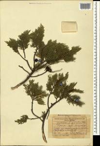 Juniperus excelsa M.Bieb., Crimea (KRYM) (Russia)