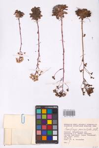 Saxifraga paniculata subsp. paniculata, Eastern Europe, West Ukrainian region (E13) (Ukraine)