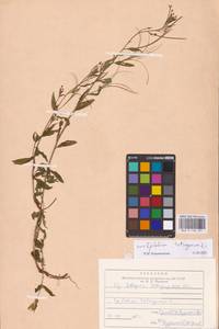 Epilobium, Eastern Europe, North-Western region (E2) (Russia)