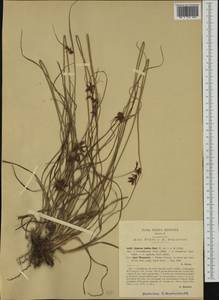 Cyperus longus L., Western Europe (EUR) (Italy)