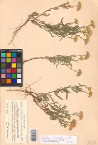 Achillea micrantha × leptophylla, Eastern Europe, Lower Volga region (E9) (Russia)