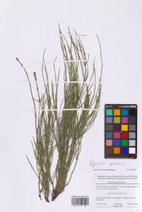 Equisetum palustre L., Eastern Europe, Moscow region (E4a) (Russia)
