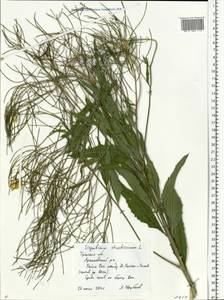 Sisymbrium strictissimum L., Eastern Europe, Central region (E4) (Russia)