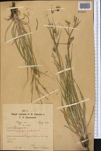 Tragopogon orientalis L., Middle Asia, Northern & Central Kazakhstan (M10) (Kazakhstan)