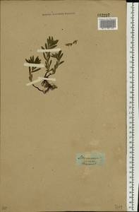 Buglossoides arvensis (L.) I.M.Johnst., Eastern Europe, Western region (E3) (Russia)