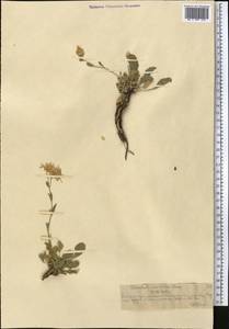 Rhinactinidia limoniifolia (Less.) Novopokr. ex Botsch., Middle Asia, Northern & Central Tian Shan (M4) (Kazakhstan)