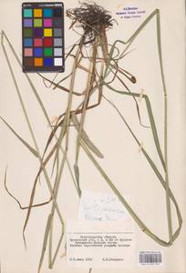 Alopecurus, Eastern Europe, Lower Volga region (E9) (Russia)