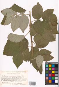 Rubus sulcatus Vest, Eastern Europe, Moscow region (E4a) (Russia)