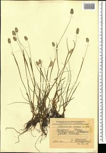 Alopecurus ponticus K.Koch, Caucasus, Stavropol Krai, Karachay-Cherkessia & Kabardino-Balkaria (K1b) (Russia)