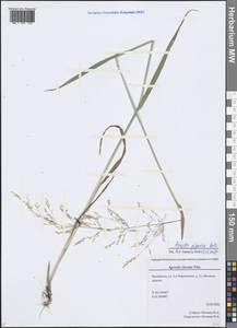 Agrostis clavata Trin., Eastern Europe, Eastern region (E10) (Russia)