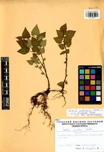 Betula pendula × pubescens, Siberia, Baikal & Transbaikal region (S4) (Russia)