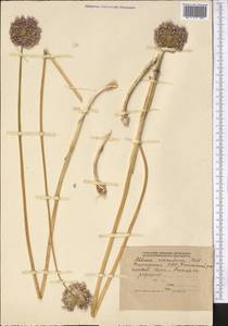 Allium caeruleum Pall., Middle Asia, Northern & Central Tian Shan (M4) (Kyrgyzstan)