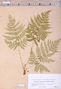 Dryopteris expansa (C. Presl) Fraser-Jenk. & Jermy, Siberia, Altai & Sayany Mountains (S2) (Russia)