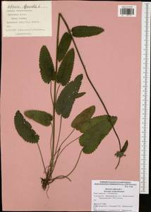 Betonica officinalis L., Eastern Europe, Central region (E4) (Russia)