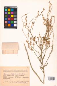 MHA 0 159 159, Linaria biebersteinii Besser, Eastern Europe, Lower Volga region (E9) (Russia)