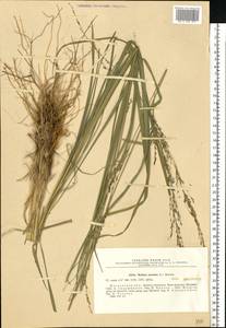 Molinia caerulea (L.) Moench, Eastern Europe, Moscow region (E4a) (Russia)