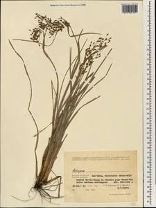 Scirpus, South Asia, South Asia (Asia outside ex-Soviet states and Mongolia) (ASIA) (Vietnam)