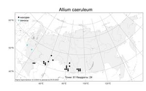 Allium caeruleum Pall., Atlas of the Russian Flora (FLORUS) (Russia)