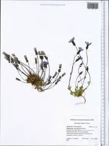 Comastoma falcatum (Turcz.) Toyokuni, Middle Asia, Pamir & Pamiro-Alai (M2) (Kyrgyzstan)